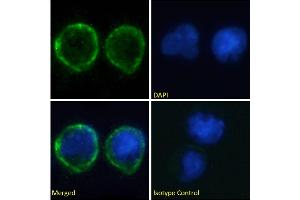 Immunofluorescence staining of fixed Daudi cells with anti-CD80 antibody IDEC-114 (Galiximab). (Recombinant CD80 (Galiximab Biosimilar) antibody)