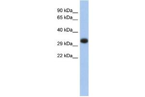 WB Suggested Anti-HLA-DPA1 Antibody Titration:  0. (HLA-DPA1 antibody  (Middle Region))
