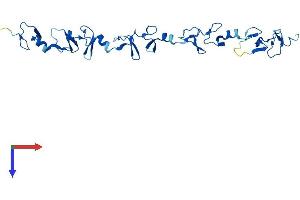 FHL2 Protein (AA 1-279) (His tag)