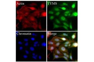 HeLa cells were stained with monoclonal anti-TYMS antibody (Green). (TYMS antibody  (AA 1-313))