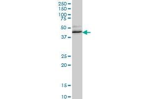 RBM9 monoclonal antibody (M01), clone 4G3 Western Blot analysis of RBM9 expression in NIH/3T3 . (RBM9 antibody  (AA 1-100))