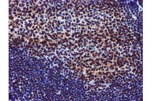 Image no. 6 for anti-Glutathione S-Transferase theta 2 (GSTT2) antibody (ABIN1498553) (GSTT2 antibody)