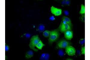 Image no. 6 for anti-Golgi Reassembly Stacking Protein 1, 65kDa (GORASP1) antibody (ABIN1498488) (GORASP1 antibody)
