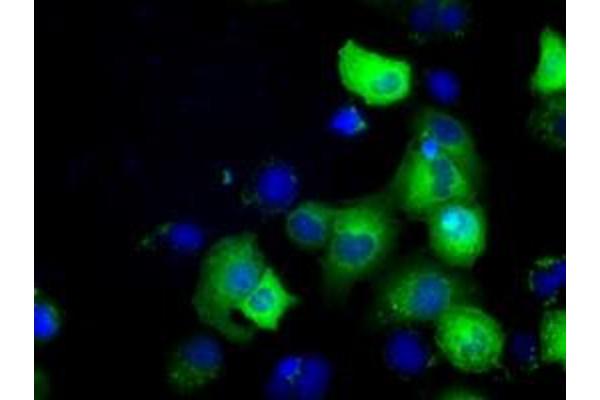 GORASP1 antibody