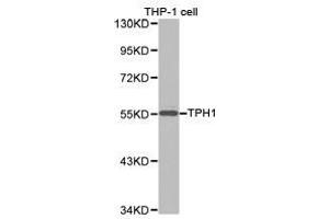 Western Blotting (WB) image for anti-Tryptophan Hydroxylase 1 (TPH1) antibody (ABIN1875176) (Tryptophan Hydroxylase 1 antibody)