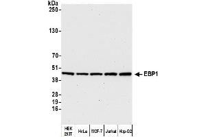 Western Blotting (WB) image for anti-Proliferation-Associated 2G4, 38kDa (PA2G4) (AA 300-345) antibody (ABIN7449373)