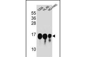 HIST1H2B Antibody (Center) (ABIN654684 and ABIN2844377) western blot analysis in CEM,HL-60,NCI- cell line lysates (35 μg/lane). (HIST1H2BJ antibody  (AA 57-86))