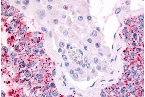 Anti-CDC7 antibody  ABIN1048420 IHC staining of human testis. (CDC7 antibody  (Kinase Domain))