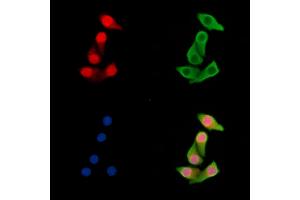 ABIN7095488 and ABIN7099545 staining Hela cells by IF/ICC. (UBXN7 antibody)