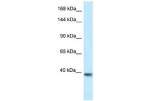 Image no. 1 for anti-Potassium Voltage-Gated Channel, KQT-Like Subfamily, Member 2 (KCNQ2) (AA 182-231) antibody (ABIN6747559) (KCNQ2 antibody  (AA 182-231))