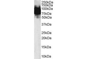ABIN184764 (0. (KLF4 antibody  (N-Term))