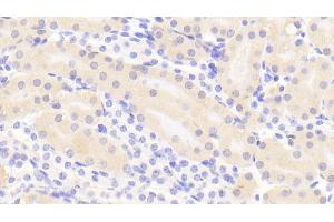 Detection of CTH in Mouse Kidney Tissue using Polyclonal Antibody to Cystathionine (CTH) (Cystathionine (AA 14-224) antibody)