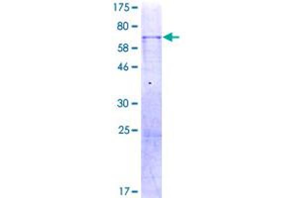 WNT9A Protein (AA 1-365) (GST tag)