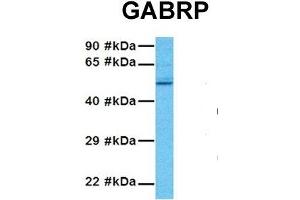 GABRP antibody  (N-Term)