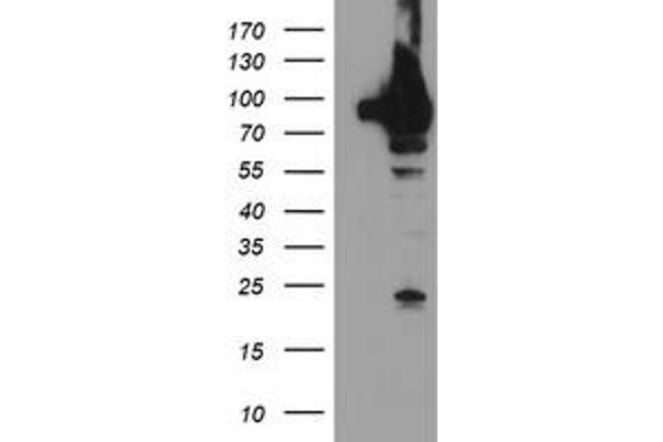 TRAP1 antibody