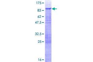 PHACTR3 Protein (AA 1-448) (GST tag)