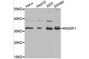 Western blot analysis of extracts of various cell lines, using RASSF1 antibody. (RASSF1 antibody)