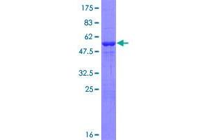 PSMA6 Protein (AA 1-246) (GST tag)
