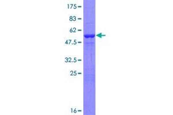 PSMA6 Protein (AA 1-246) (GST tag)