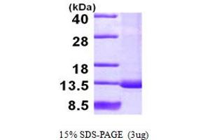 SDS-PAGE (SDS) image for Small Nuclear Ribonucleoprotein Polypeptide F (SNRPF) (AA 1-86) protein (His tag) (ABIN667847) (SNRPF Protein (AA 1-86) (His tag))
