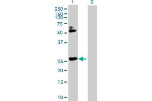 Western Blot analysis of HOXB7 expression in transfected 293T cell line by HOXB7 MaxPab polyclonal antibody. (HOXB7 antibody  (AA 1-217))