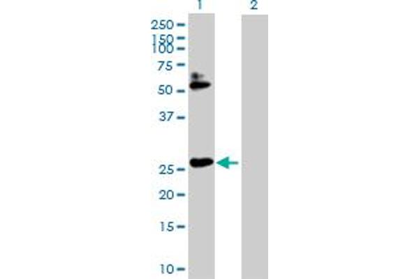 HOXB7 antibody  (AA 1-217)