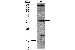 WB Image Sample(30 μg of whole cell lysate) A:H1299 12% SDS PAGE antibody diluted at 1:500 (FN3KRP antibody)