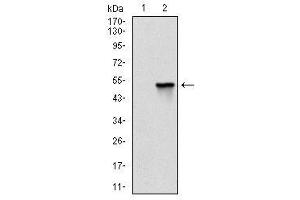 Western Blotting (WB) image for anti-Fast Skeletal Troponin I (TNNI2) antibody (ABIN1107197)
