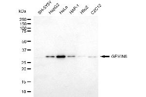 anti-Gem (Nuclear Organelle) Associated Protein 8 (GEMIN8) antibody