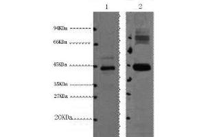 Western Blot analysis of 1) HepG2, 2) Mouse kidney using AMACR Monoclonal Antibody at dilution of 1:1000.