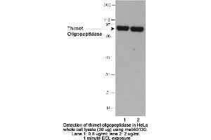 Image no. 1 for anti-Thimet Oligopeptidase 1 (THOP1) (AA 56-72) antibody (ABIN363284) (Thimet Oligopeptidase 1 antibody  (AA 56-72))
