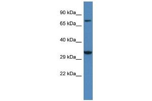 WB Suggested Anti-Cacng2 Antibody   Titration: 1. (Stargazin antibody  (Middle Region))
