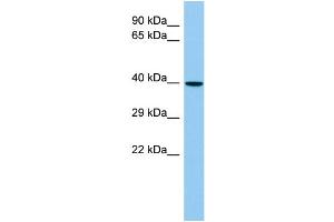 Host: Rabbit Target Name: MAS1L Sample Type: Placenta lysates Antibody Dilution: 1. (MAS1L antibody  (N-Term))