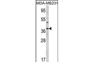 Western blot analysis of BAG1 Antibody (C-term) (ABIN389451 and ABIN2839520) in MDA-M cell line lysates (35 μg/lane). (BAG1 antibody  (C-Term))