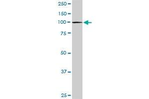 CBL MaxPab rabbit polyclonal antibody. (CBL antibody  (AA 1-906))