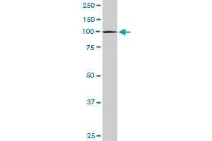 CBL MaxPab rabbit polyclonal antibody. (CBL antibody  (AA 1-906))