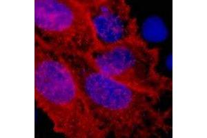 Immunofluorescent analysis of V5-tag staining in 293T cells transfected with a V5-tag protein. (V5 Epitope Tag antibody)