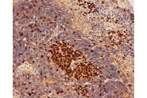 IHC-P: Beclin 1 antibody testing of mouse spleen tissue (Beclin 1 antibody  (AA 1-354))