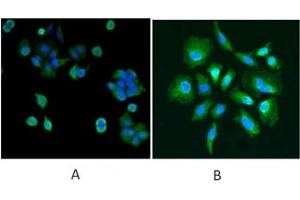 IF/ICC testing of human A) MCF7 and B) HeLa cells with DJ-1 antibody at 5ug/ml + DAPI nuclear counterstain. (PARK7/DJ1 antibody)