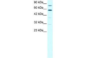 WB Suggested Anti-SND1 Antibody Titration:  1.