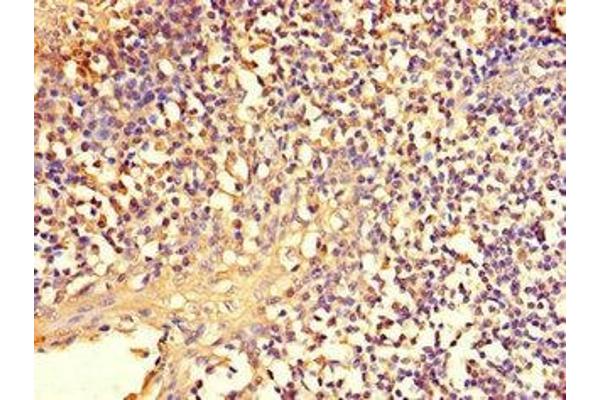 NFE2L1 antibody  (AA 251-550)