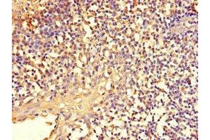 Immunohistochemistry of paraffin-embedded human tonsil tissue using ABIN7151671 at dilution of 1:100 (NFE2L1 antibody  (AA 251-550))
