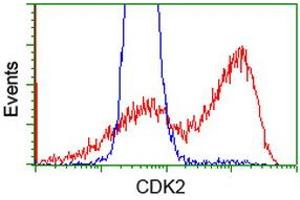 HEK293T cells transfected with either RC200494 overexpress plasmid (Red) or empty vector control plasmid (Blue) were immunostained by anti-CDK2 antibody (ABIN2454606), and then analyzed by flow cytometry. (CDK2 antibody)