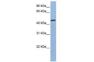 FKBP4 antibody used at 0. (FKBP4 antibody  (C-Term))