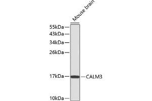 Western blot analysis of extracts of mouse brain, using C antibody (ABIN3021589, ABIN3021590, ABIN3021591 and ABIN6215299). (Calmodulin 3 antibody  (AA 1-100))
