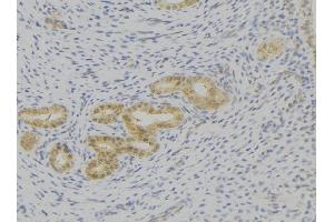 ABIN6276793 at 1/100 staining Human uterus tissue by IHC-P. (IL-7 antibody  (C-Term))