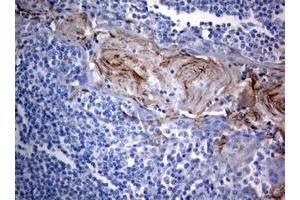 Image no. 2 for anti-BCL2/adenovirus E1B 19kDa Interacting Protein 1 (BNIP1) (AA 1-199) antibody (ABIN1490605) (BNIP1 antibody  (AA 1-199))
