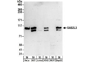 anti-Growth Arrest-Specific 2 Like 3 (GAS2L3) (AA 1-50) antibody