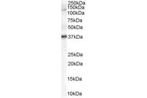 ABIN185603 (2µg/ml) staining of Human Skin lysate (35µg protein in RIPA buffer). (GALR3 antibody  (C-Term))
