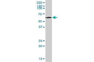 CLEC14A MaxPab polyclonal antibody. (CLEC14A antibody  (AA 1-490))